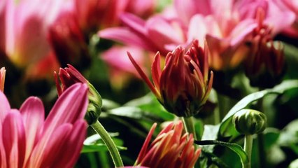 Toray duwaray Binti Karat hon (Singer Humiara Chana Composer Nazir Martin Christian Songs)