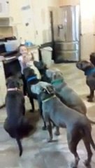 Obedient Pitbulls Gather Around Little Girl For Lunch - Video Dailymotion [240]