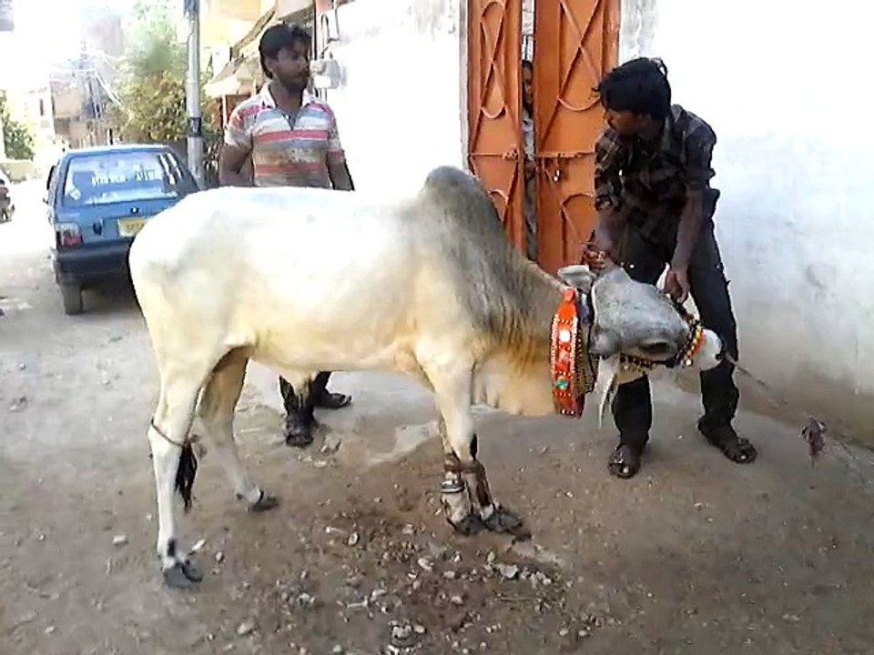 cow running 2015
