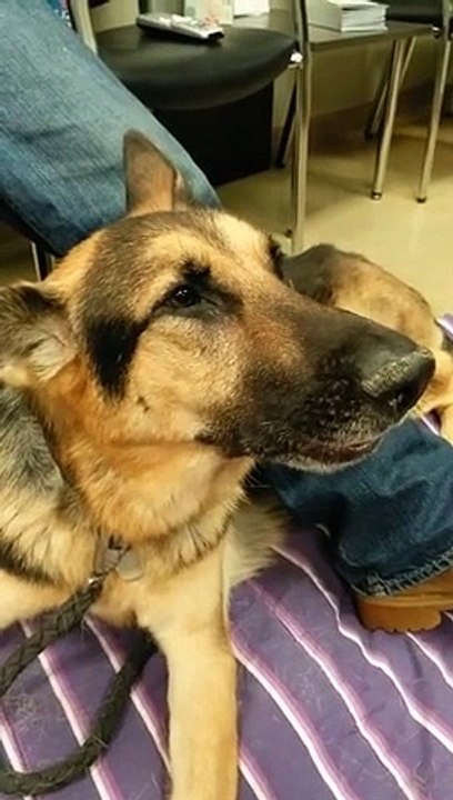 RIP to this beautiful German Sheperd singing Dog. Buddy Lee sings his last song....