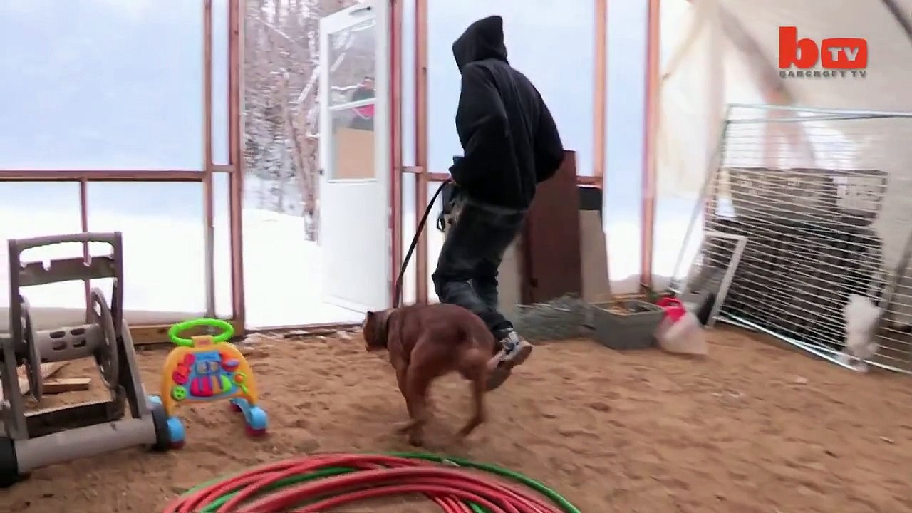 AdıHulk - CinsiPitbull - Aile Köpeği