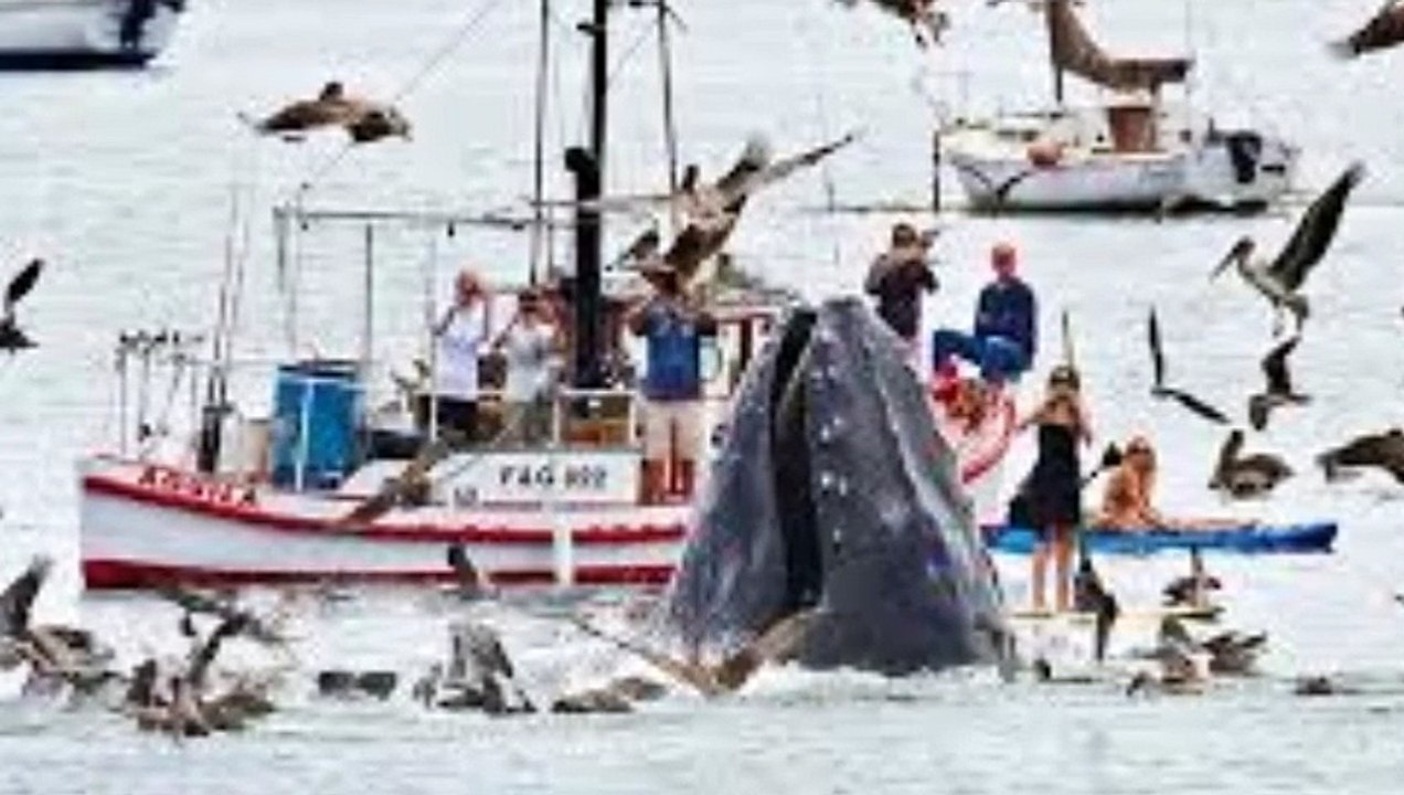 most craziest whale  fish