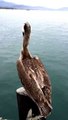 LiveLeak.com - Pelican Displays Physical Prowess