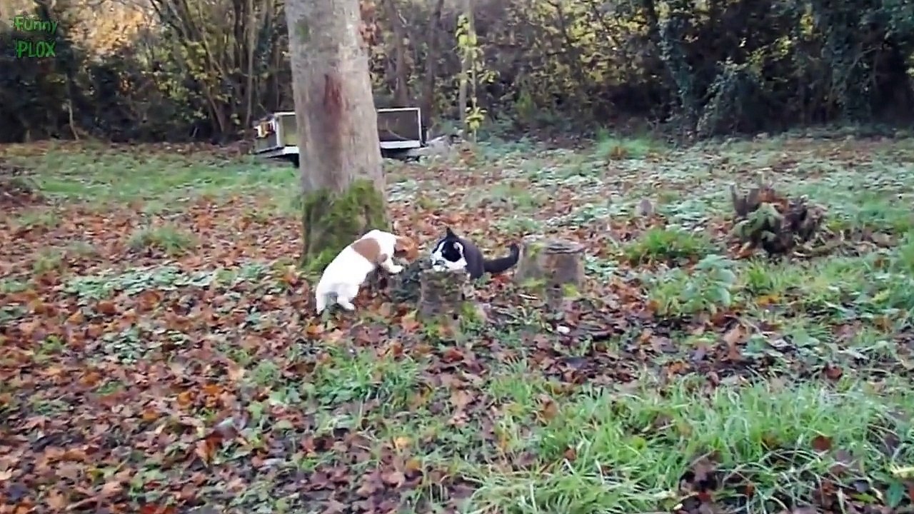 Puppies and Kittens Best Friends Compilation 2015 [NEW HD]