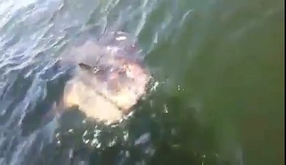 Un mec devient fou en voyant un poisson qu'il ne connait pas