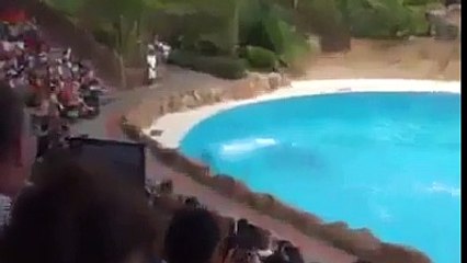 Incredible & amazing dolphin stunts