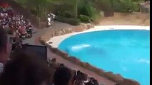 Incredible & amazing dolphin stunts