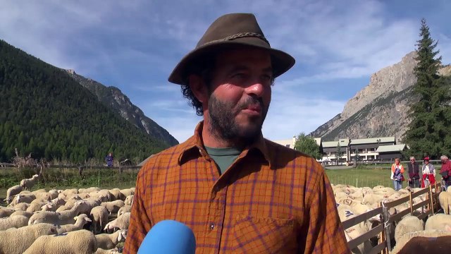 Hautes-Alpes : Quand les troupeaux descendent des alpages à Ceillac