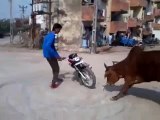 Ha Ha Ha - What Cows did with a Biker