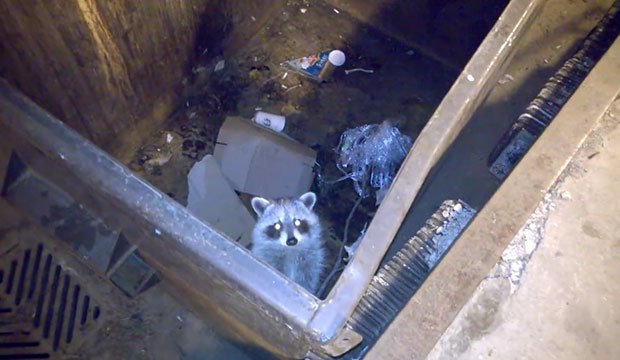 Un Spi0nneur sauve un raton laveur coincé dans une benne