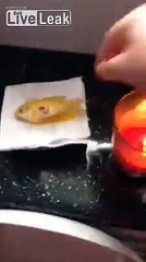 Guy sends off dead goldfish in an emotional goodbye!