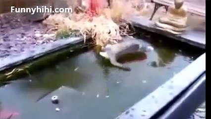 Funny cat videos _ funny cat collection part 13 _ Funny cat videos 2015