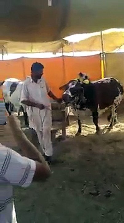 Cow Lie Down for the Sunnah of Hazrat Ibrahim AS
