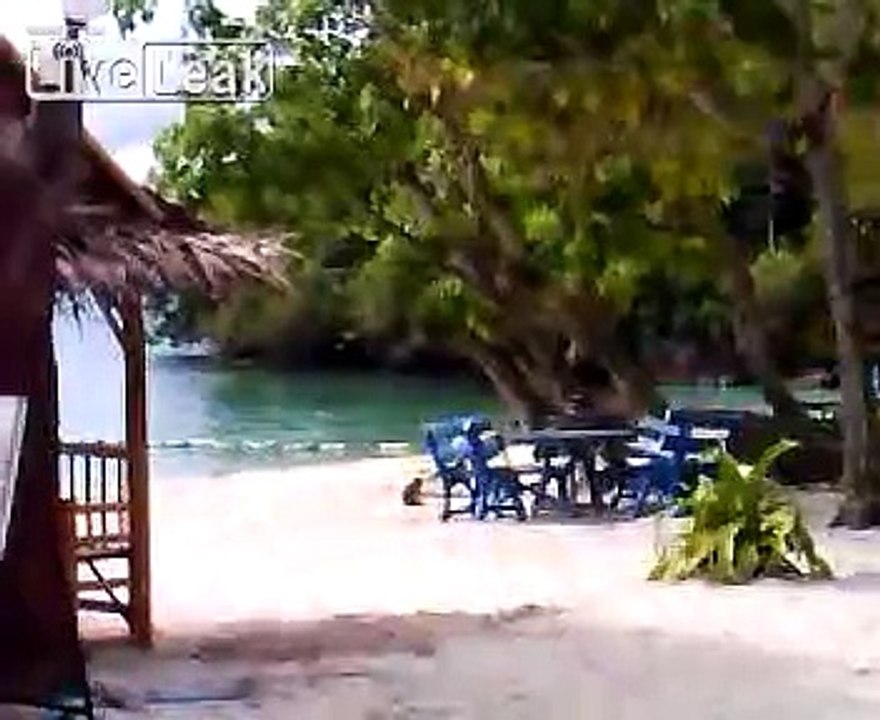 Monkeys on beach stealing and being chased away