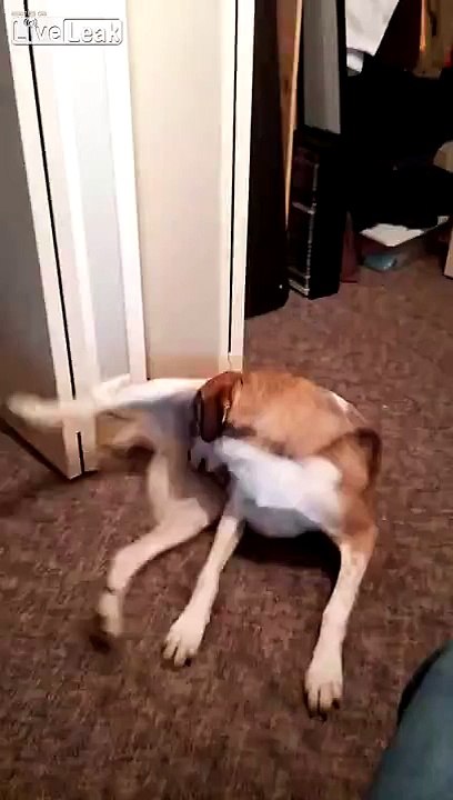Awkward Moment For Husky.