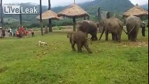 LiveLeak.com - Baby Elephant Gets Frustrated Chasing Dog