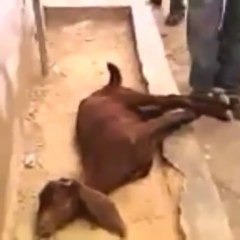 Check out the Drama of Goat Before Actual Sacrifice