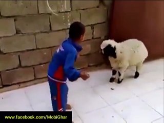 Lamb attacking little kid , Parents laughing