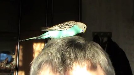 Домашний попугай