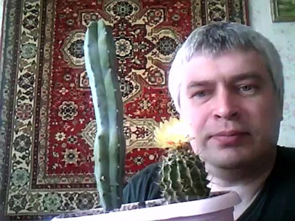 Кактусы - желтый цветок