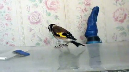 Щегол домашний