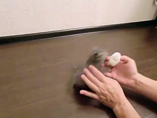 Котик пытается поужинать!