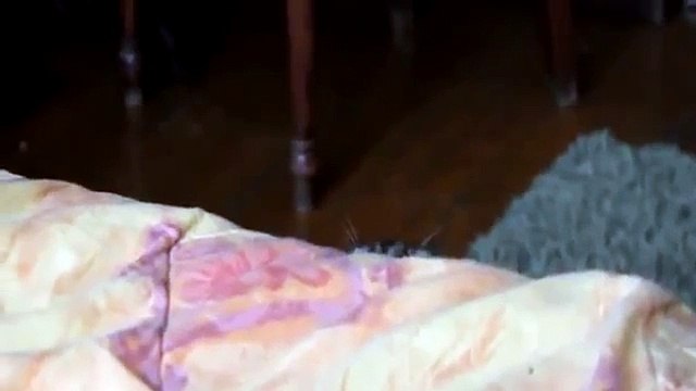 Котэ - шпион. Смеялся до слёз )