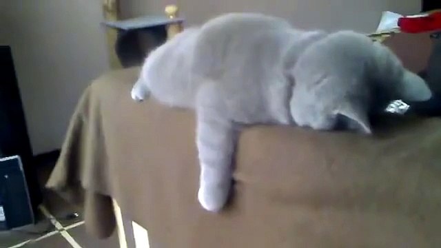 Котэ после вечеринки спит вот так )))