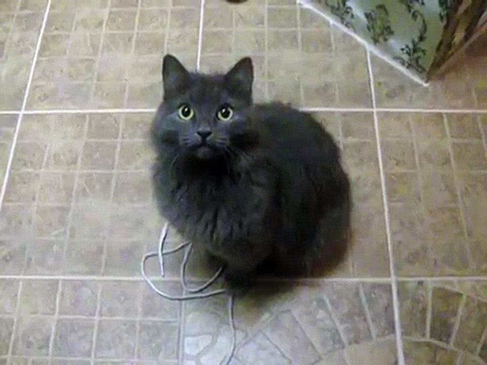 Кошка разговаривает!