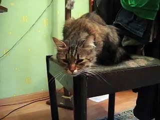 КОШКУ ПРЁТ ОТ СКОТЧА!