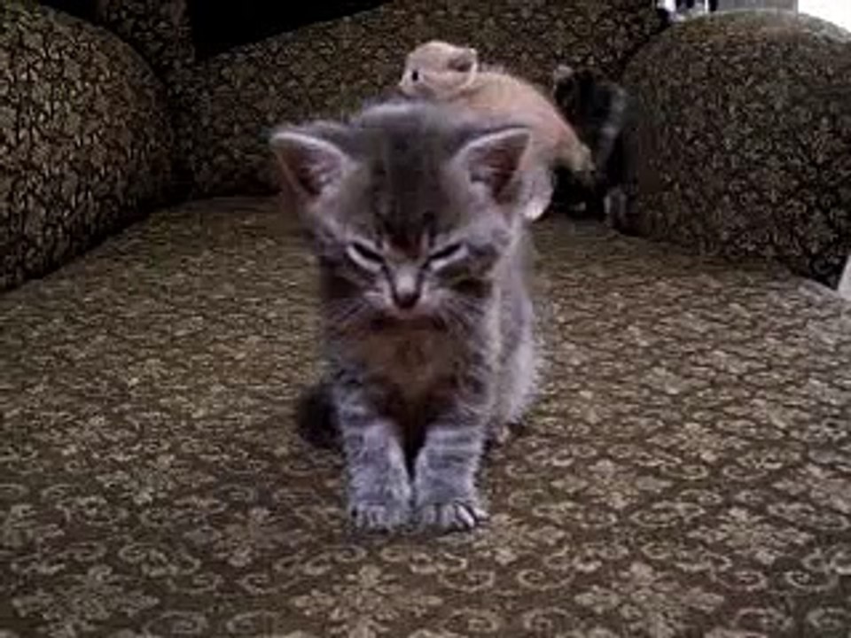 Нереально милый маленький котенок!!!! Посмотрите не пожалеете!