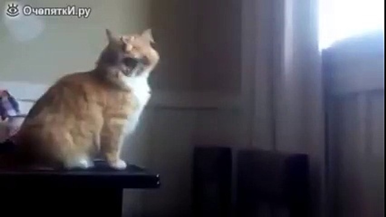Неспортивный кот )))