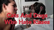 cats and dogs who hate kisses