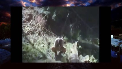 Нападение Снежного Человека (реальное видео)!