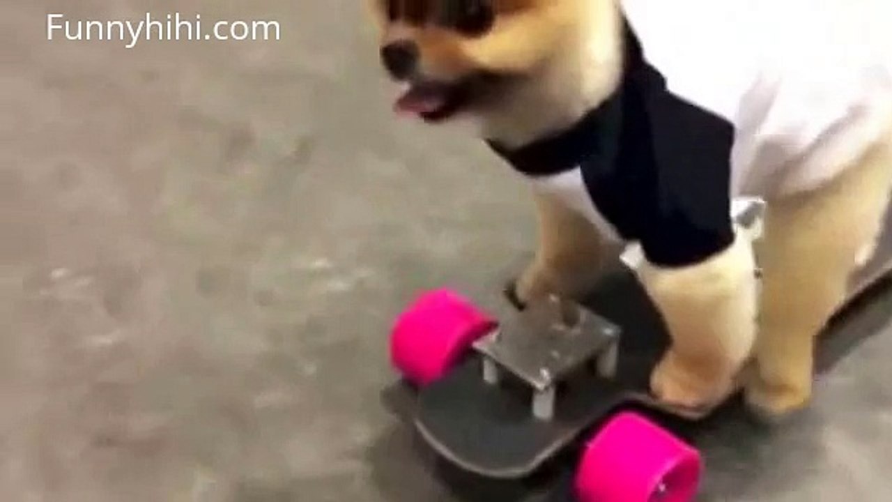 [Funny cat videos] Dog On Skateboard - Cat and Fotocopy Machine