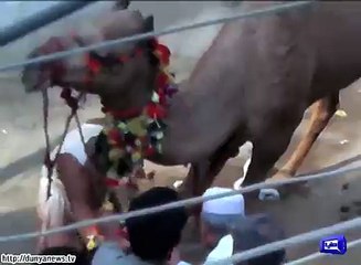 Qurbani Animals escaped before qurbani