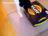 Funny cat videos 2015_ Mischievous Cat. Cat videos Compilation