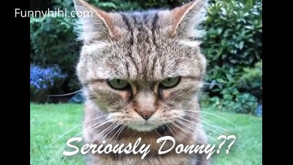 Funny cat videos Cat surprise and Special cats Video funny 2015 new