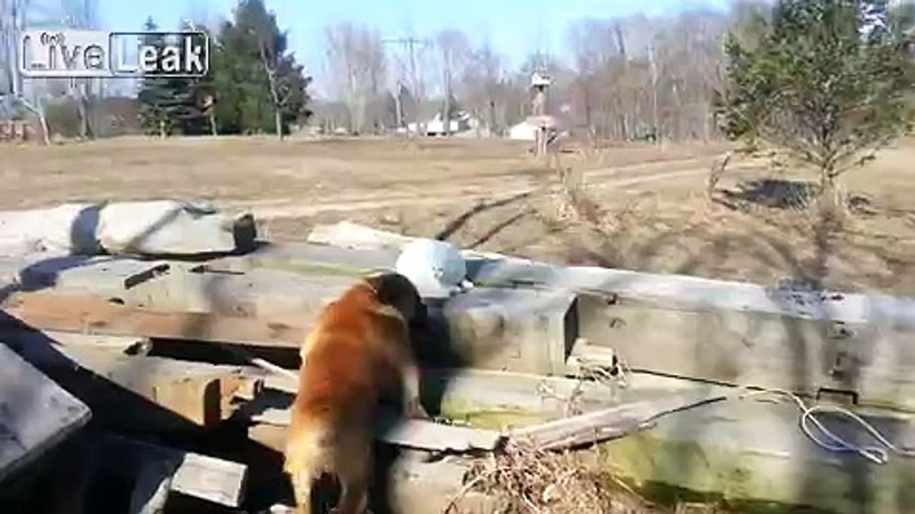 Cat Boxing Uppercut !