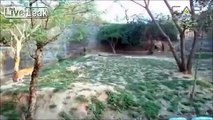 Man Challenges Tigers To Fight And Leaves Unharmed