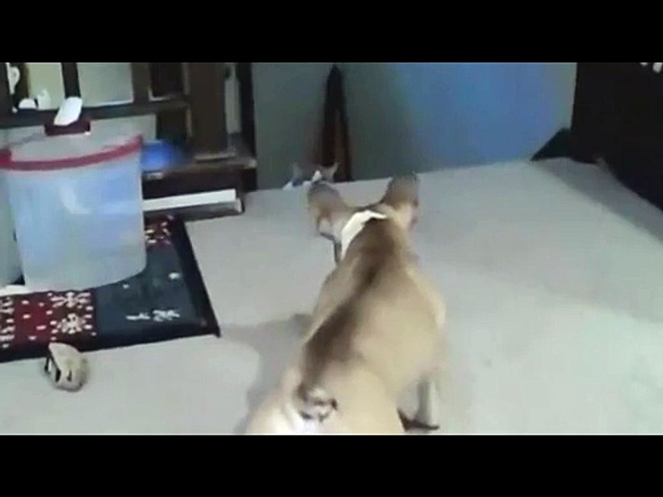 cão medroso corre de gato