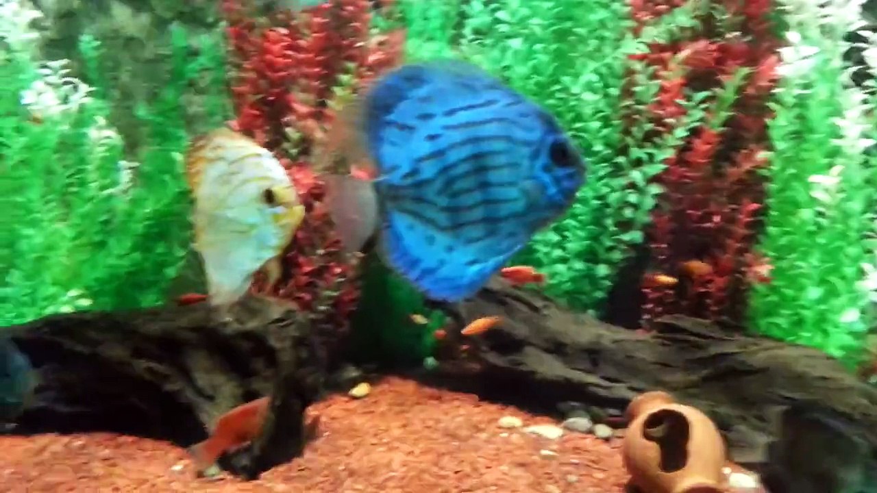 Discus Fish (Symphysodon) is popular as aquarium fish