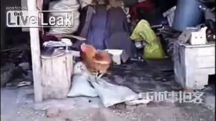 LiveLeak.com - Dog loses fight over food to rooster