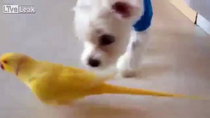 LiveLeak.com - Curious dog follows bird around kitchen
