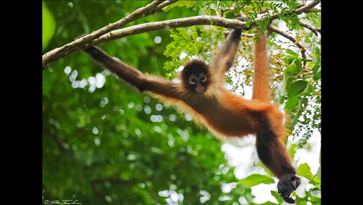 Spidermonkey