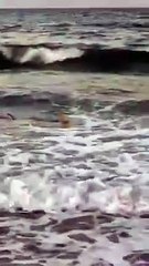 LiveLeak.com - Shark Wanders Into Shallow Waters at North Carolina Beach