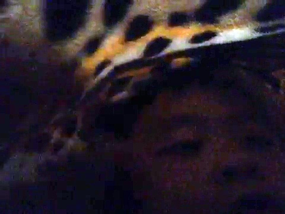 capturedvideo
