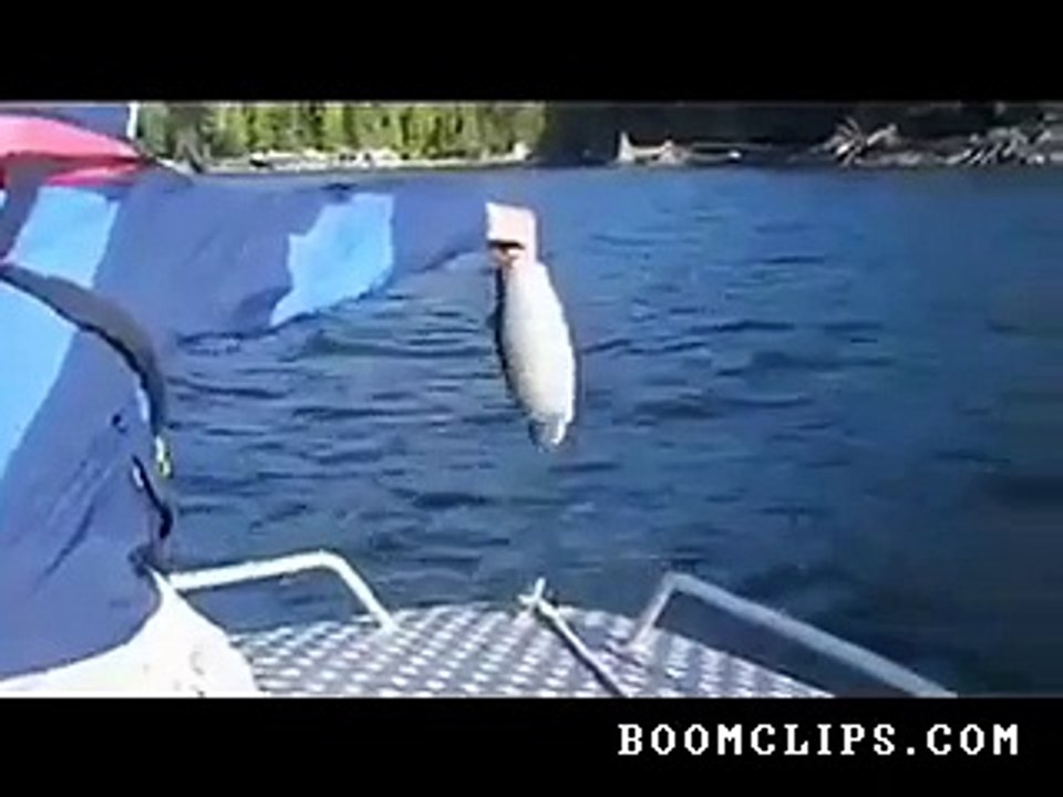 bald_eagle_gets_a_fish_treat