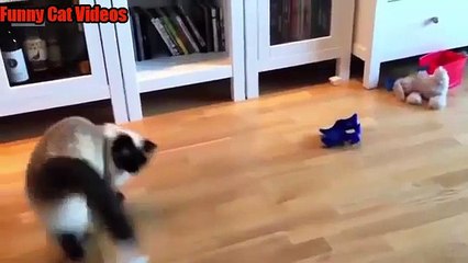 Funny Cats Jump Fail - Video Dailymotion
