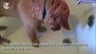 Thegramophone | Golden Retriever puppy takes bath or shower every day by himself
